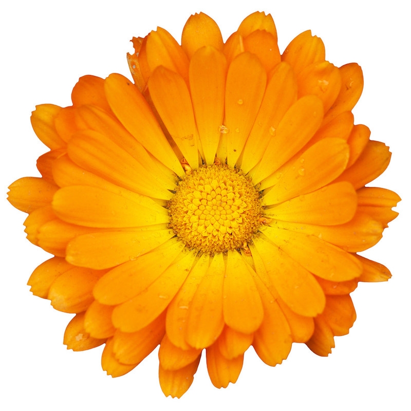 Flor de calendula seca ORGANICA – Heaven Biotech